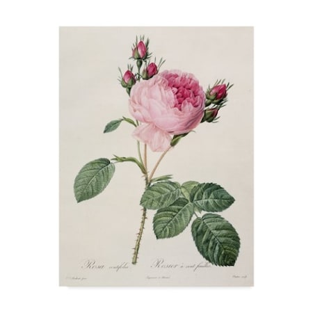 Pierre-Joseph Redoute 'Rosa Centifolia From Les Roses' Canvas Art,24x32